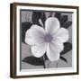 Sorbet Bloom 1-Ivo Stoyanov-Framed Art Print