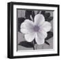 Sorbet Bloom 1-Ivo Stoyanov-Framed Art Print