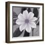 Sorbet Bloom 2-Ivo Stoyanov-Framed Art Print