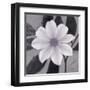 Sorbet Bloom 2-Ivo Stoyanov-Framed Art Print