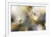 Sorbet Roses-J^P^ Prior-Framed Giclee Print