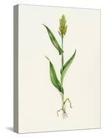 Sorghum (Sorghum Bicolor), Artwork-Lizzie Harper-Stretched Canvas