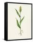 Sorghum (Sorghum Bicolor), Artwork-Lizzie Harper-Framed Stretched Canvas