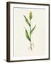 Sorghum (Sorghum Bicolor), Artwork-Lizzie Harper-Framed Photographic Print