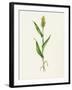 Sorghum (Sorghum Bicolor), Artwork-Lizzie Harper-Framed Photographic Print