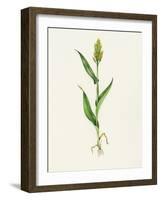 Sorghum (Sorghum Bicolor), Artwork-Lizzie Harper-Framed Photographic Print