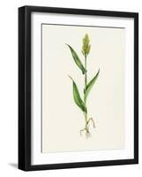 Sorghum (Sorghum Bicolor), Artwork-Lizzie Harper-Framed Photographic Print