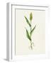 Sorghum (Sorghum Bicolor), Artwork-Lizzie Harper-Framed Photographic Print