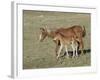 Sorrel Mare with Chestnut Filly, Pryor Mountains, Montana, USA-Carol Walker-Framed Photographic Print