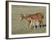 Sorrel Mare with Chestnut Filly, Pryor Mountains, Montana, USA-Carol Walker-Framed Photographic Print