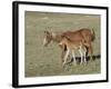 Sorrel Mare with Chestnut Filly, Pryor Mountains, Montana, USA-Carol Walker-Framed Photographic Print