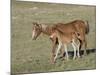 Sorrel Mare with Chestnut Filly, Pryor Mountains, Montana, USA-Carol Walker-Mounted Photographic Print