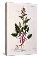 Sorrel, Plate 230 from 'A Curious Herbal', Published 1782-Elizabeth Blackwell-Stretched Canvas