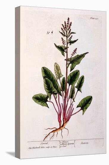 Sorrel, Plate 230 from 'A Curious Herbal', Published 1782-Elizabeth Blackwell-Stretched Canvas