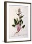 Sorrel, Plate 230 from 'A Curious Herbal', Published 1782-Elizabeth Blackwell-Framed Giclee Print