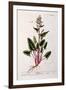 Sorrel, Plate 230 from 'A Curious Herbal', Published 1782-Elizabeth Blackwell-Framed Giclee Print