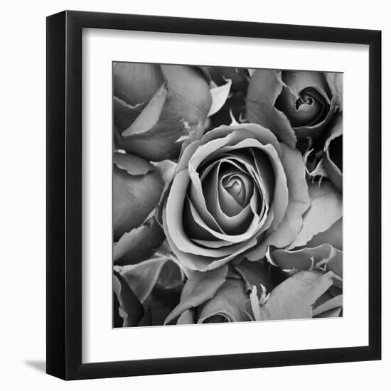 Sorrow Rose-zirconicusso-Framed Art Print