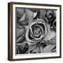 Sorrow Rose-zirconicusso-Framed Art Print