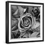 Sorrow Rose-zirconicusso-Framed Art Print