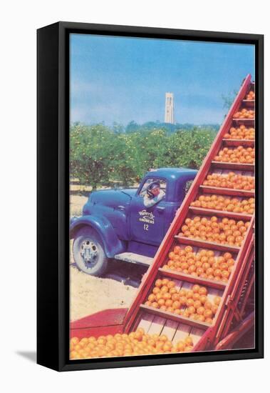 Sorting Oranges in Orchard-null-Framed Stretched Canvas