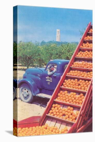 Sorting Oranges in Orchard-null-Stretched Canvas