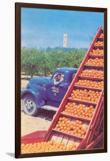Sorting Oranges in Orchard-null-Framed Art Print