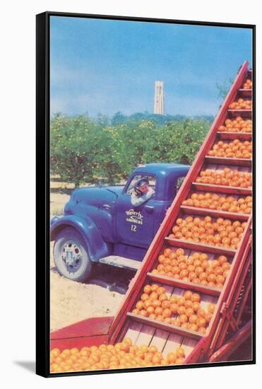 Sorting Oranges in Orchard-null-Framed Stretched Canvas