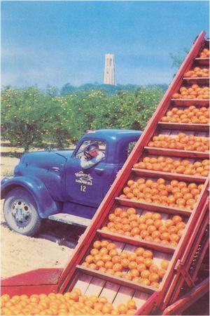 https://imgc.allpostersimages.com/img/posters/sorting-oranges-in-orchard_u-L-Q1JQCHH0.jpg?artPerspective=n