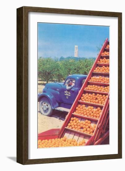 Sorting Oranges in Orchard-null-Framed Art Print