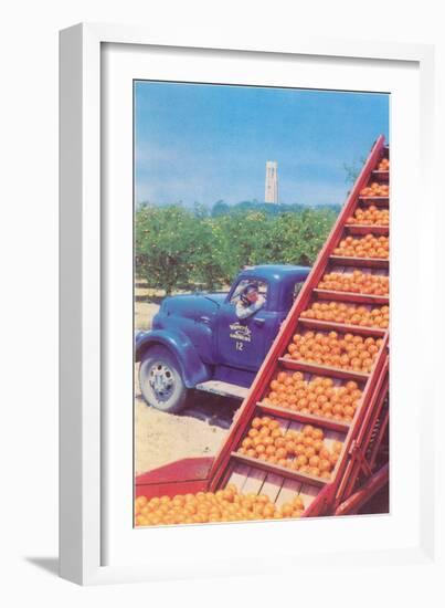 Sorting Oranges in Orchard-null-Framed Art Print