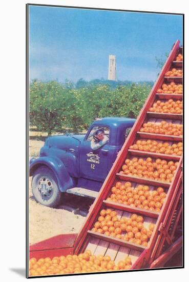 Sorting Oranges in Orchard-null-Mounted Art Print