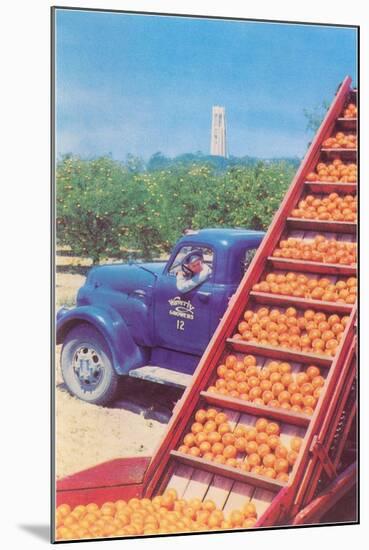 Sorting Oranges in Orchard-null-Mounted Art Print