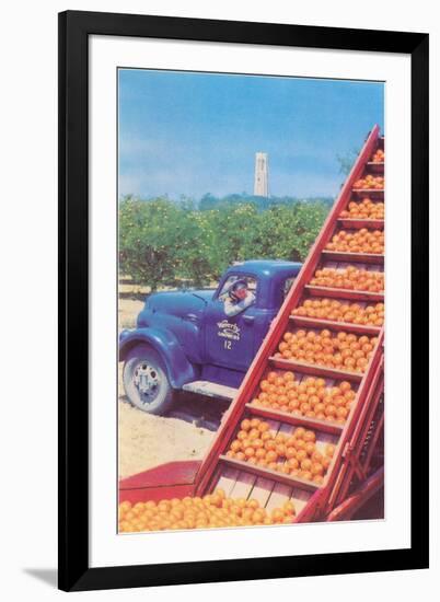 Sorting Oranges in Orchard-null-Framed Art Print