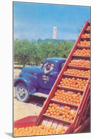 Sorting Oranges in Orchard-null-Mounted Art Print