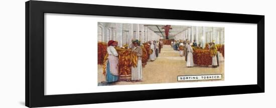 'Sorting Tobacco', 1926-Unknown-Framed Giclee Print