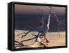Sossusvlei Dead Camelthorn Tree in Dune-null-Framed Stretched Canvas