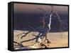 Sossusvlei Dead Camelthorn Tree in Dune-null-Framed Stretched Canvas