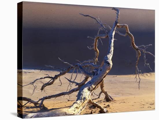 Sossusvlei Dead Camelthorn Tree in Dune-null-Stretched Canvas