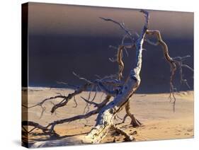 Sossusvlei Dead Camelthorn Tree in Dune-null-Stretched Canvas