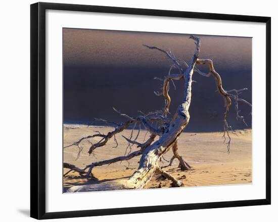 Sossusvlei Dead Camelthorn Tree in Dune-null-Framed Photographic Print