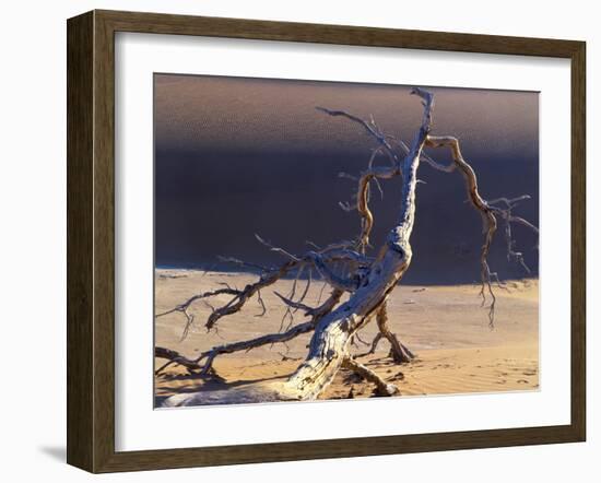 Sossusvlei Dead Camelthorn Tree in Dune-null-Framed Photographic Print