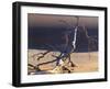 Sossusvlei Dead Camelthorn Tree in Dune-null-Framed Photographic Print