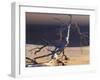 Sossusvlei Dead Camelthorn Tree in Dune-null-Framed Photographic Print