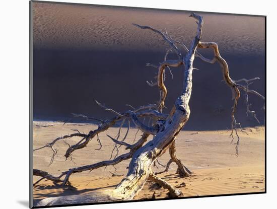 Sossusvlei Dead Camelthorn Tree in Dune-null-Mounted Photographic Print