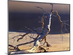 Sossusvlei Dead Camelthorn Tree in Dune-null-Mounted Photographic Print