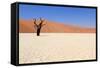 Sossusvlei Dead Valley Landscape in the Nanib Desert near Sesriem-Carlos Neto-Framed Stretched Canvas