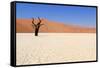 Sossusvlei Dead Valley Landscape in the Nanib Desert near Sesriem-Carlos Neto-Framed Stretched Canvas