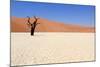 Sossusvlei Dead Valley Landscape in the Nanib Desert near Sesriem-Carlos Neto-Mounted Photographic Print