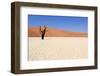 Sossusvlei Dead Valley Landscape in the Nanib Desert near Sesriem-Carlos Neto-Framed Photographic Print