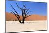 Sossusvlei Dead Valley Landscape in the Nanib Desert near Sesriem-Carlos Neto-Mounted Photographic Print